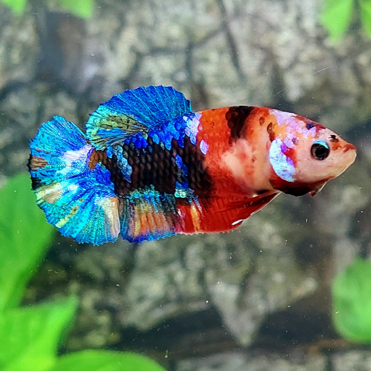 Multicolor Galaxy HMPK Female For Sorority Tank/Breed