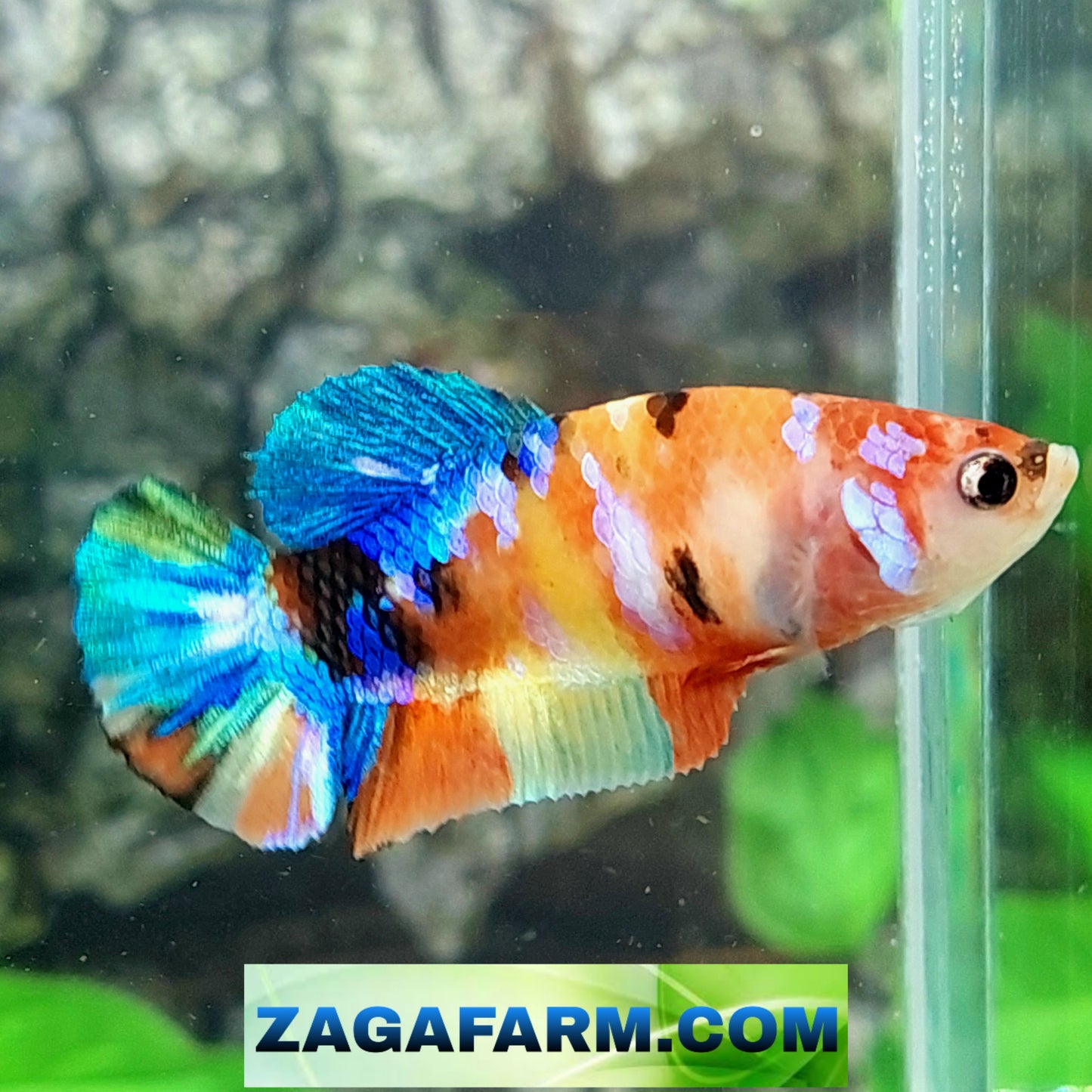 Multicolor Galaxy HMPK Female For Sorority Tank/Breed