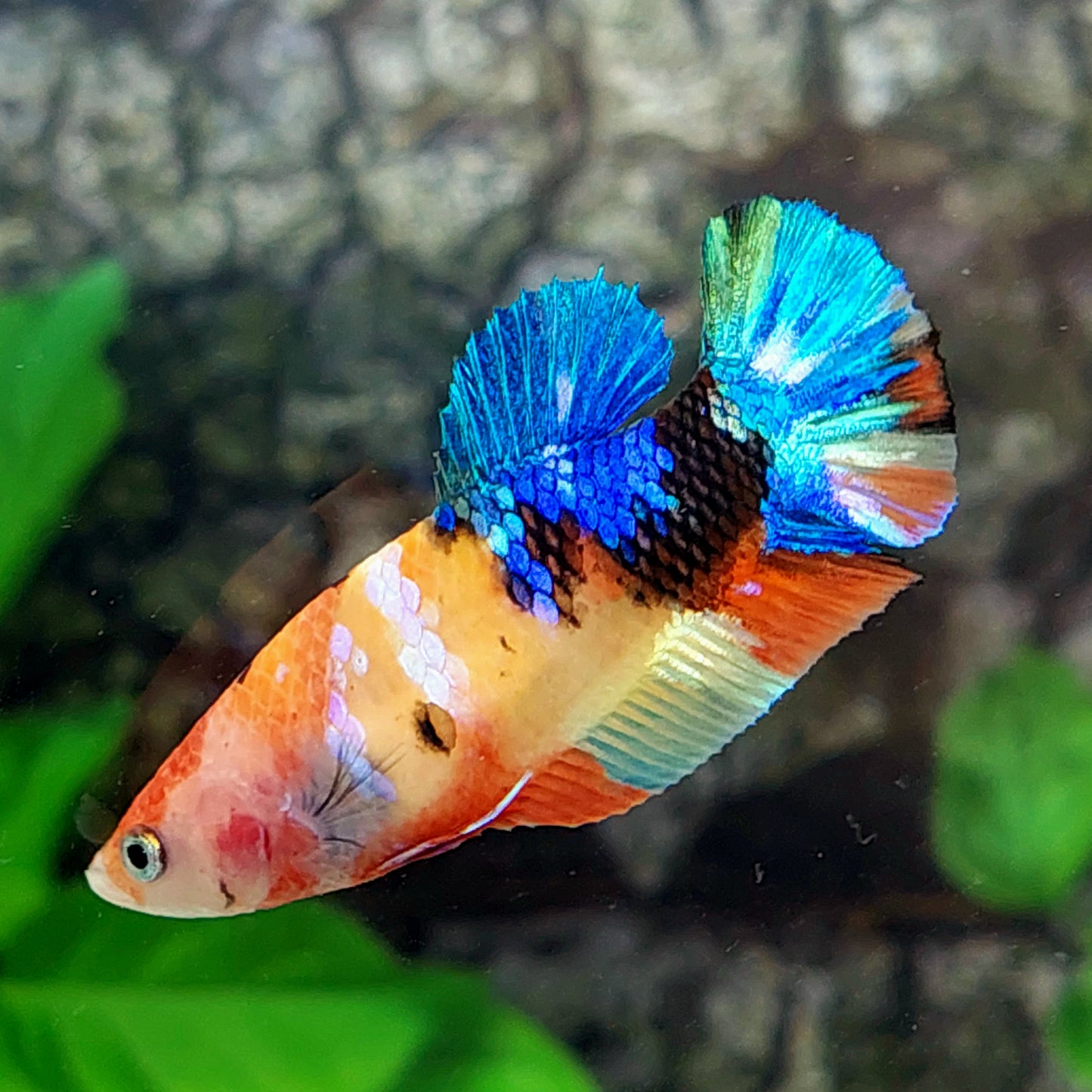 Multicolor Galaxy HMPK Female For Sorority Tank/Breed