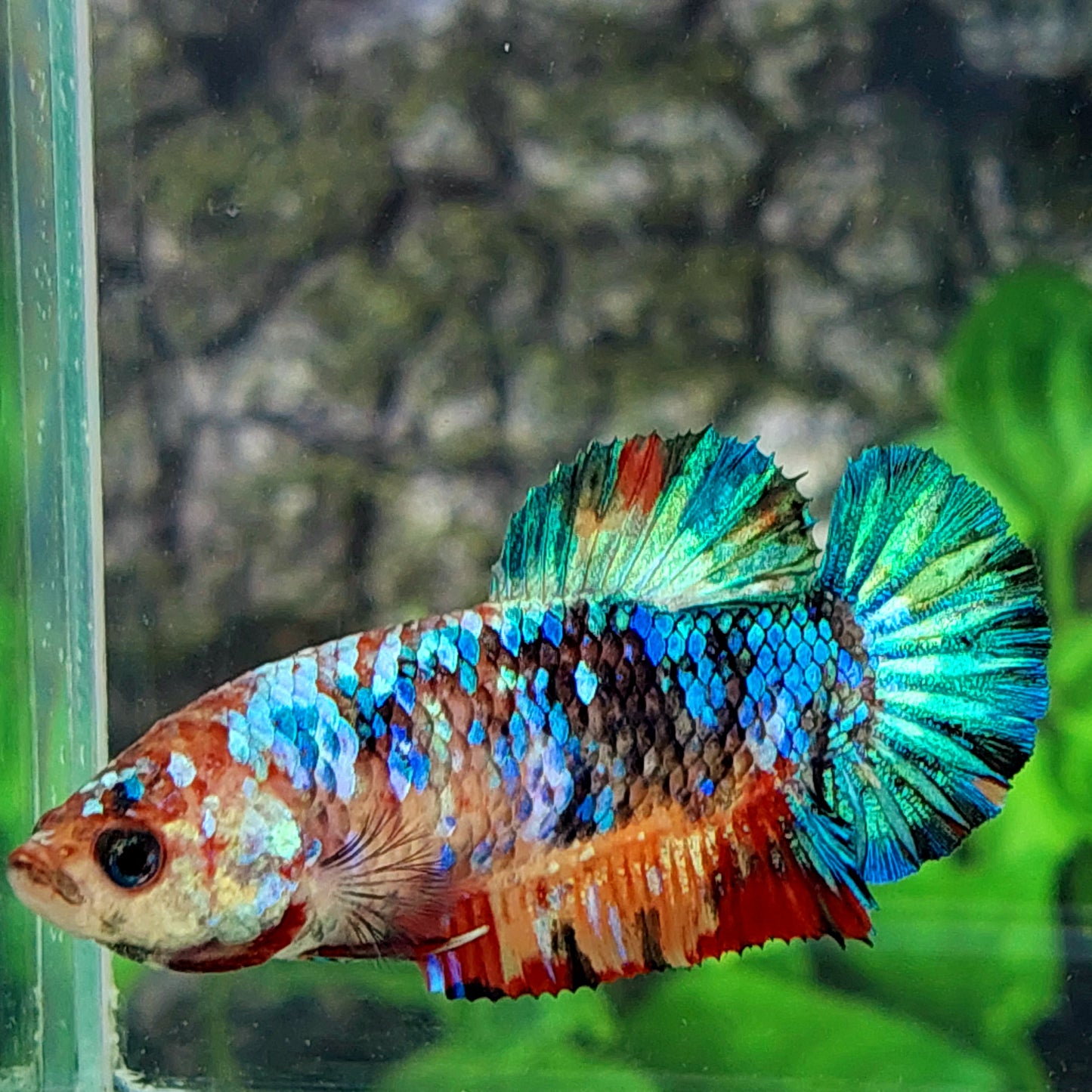 Multicolor Galaxy HMPK Female For Sorority Tank/Breed