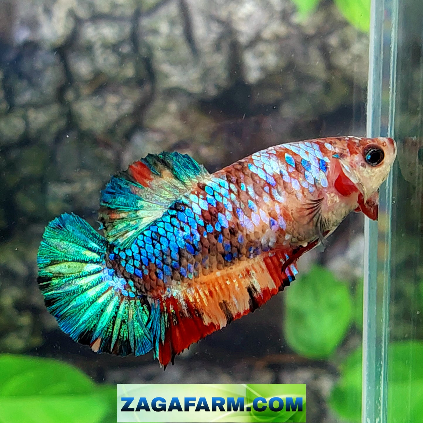 Multicolor Galaxy HMPK Female For Sorority Tank/Breed