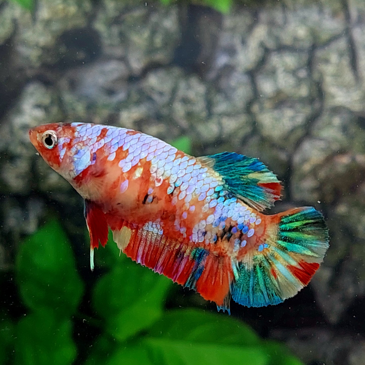 Multicolor Pink Galaxy HMPK Female For Sorority Tank/Breed