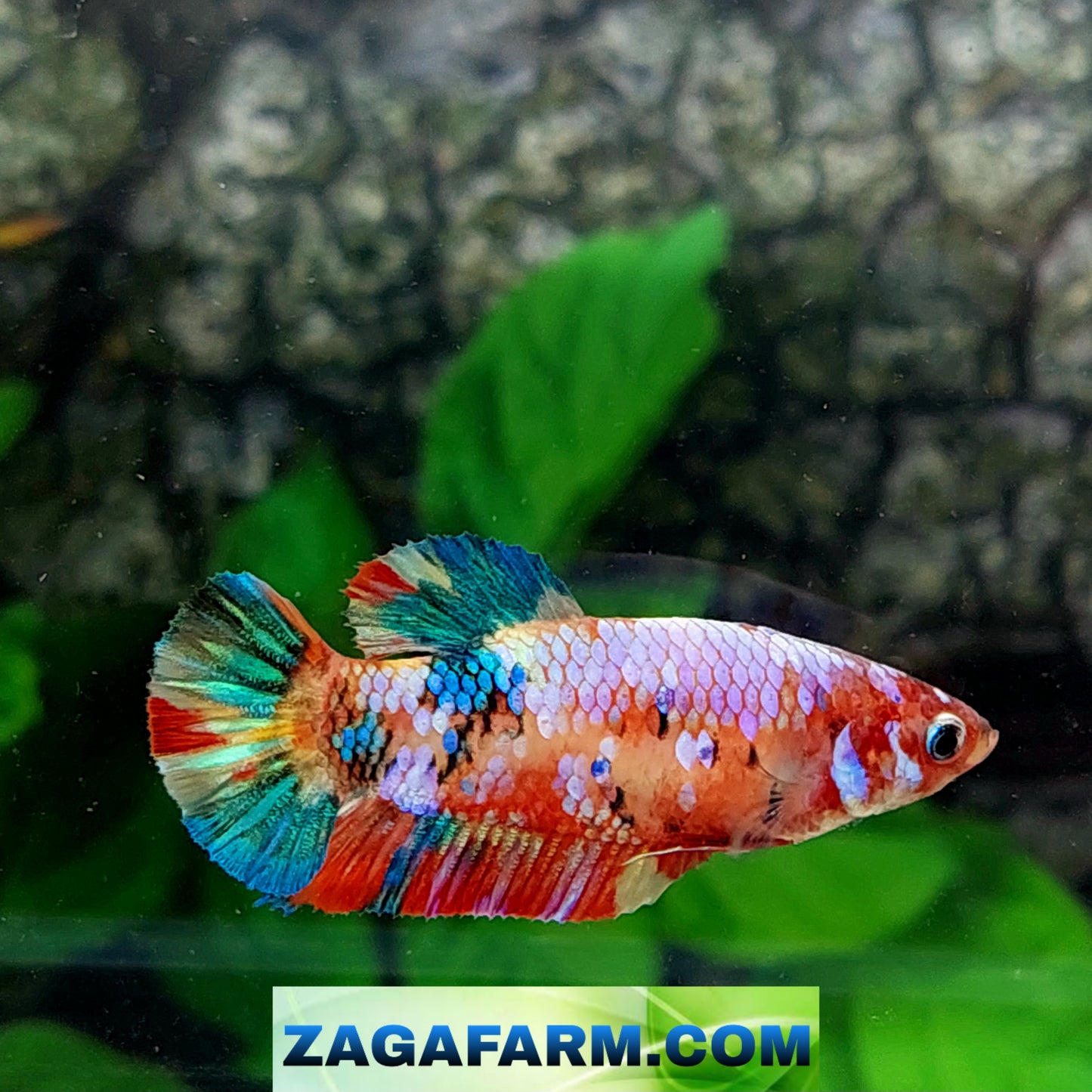 Multicolor Pink Galaxy HMPK Female For Sorority Tank/Breed