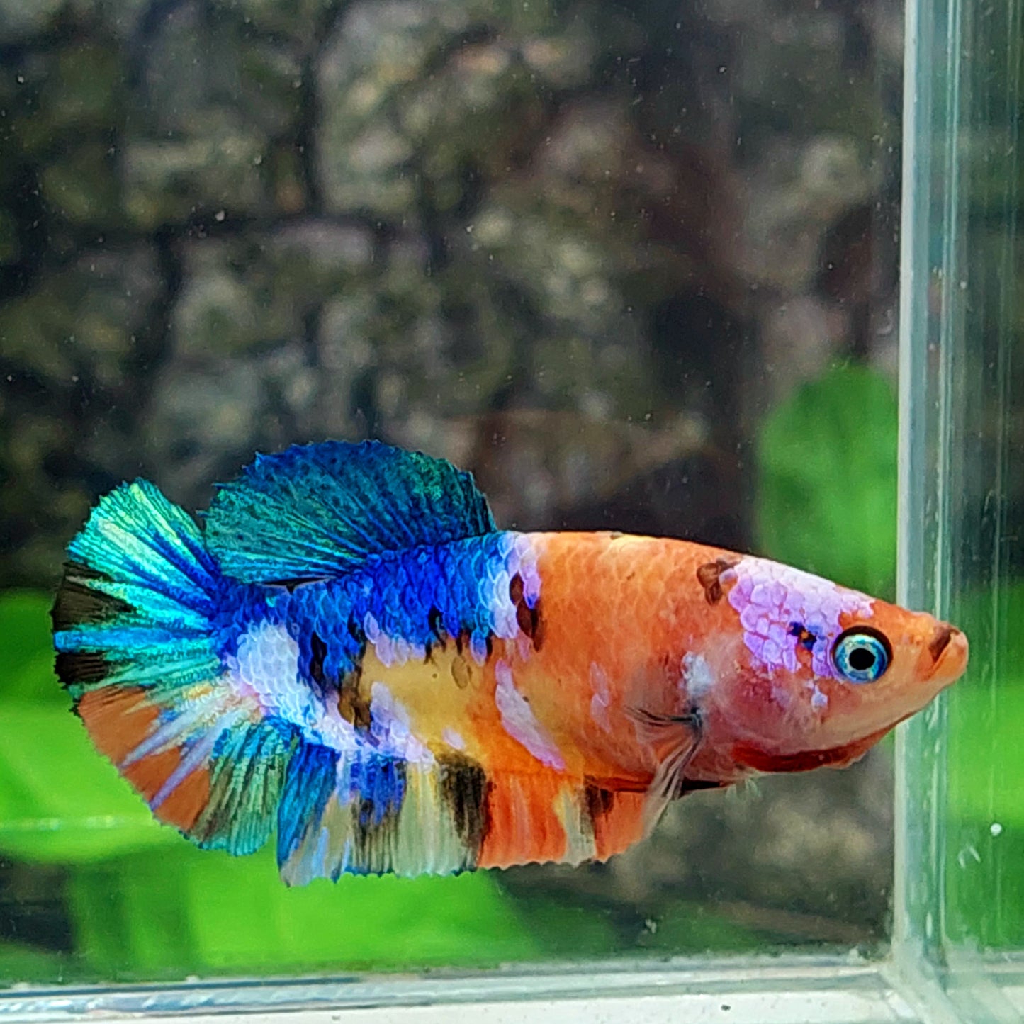 Multicolor Galaxy HMPK Female For Sorority Tank/Breed