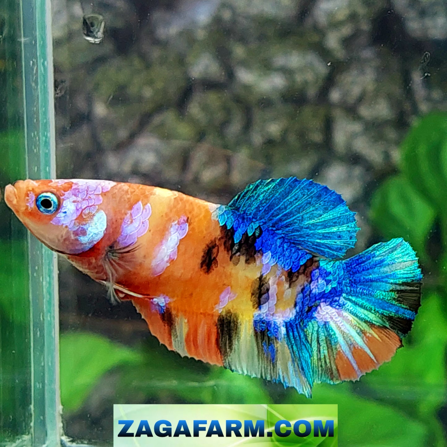 Multicolor Galaxy HMPK Female For Sorority Tank/Breed