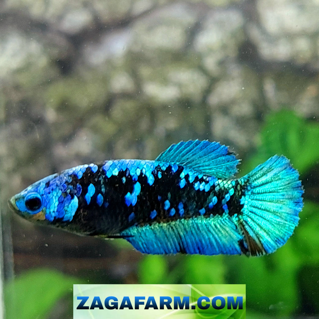 Avatar Gordon Galaxy HMPK Female For Sorority Tank/Breed
