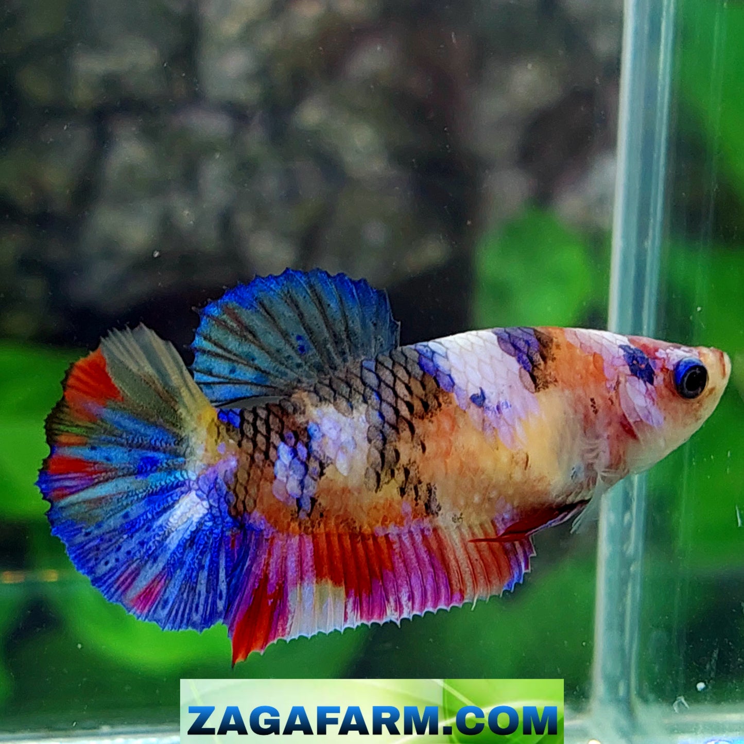 Multicolor Galaxy HMPK Female For Sorority Tank/Breed