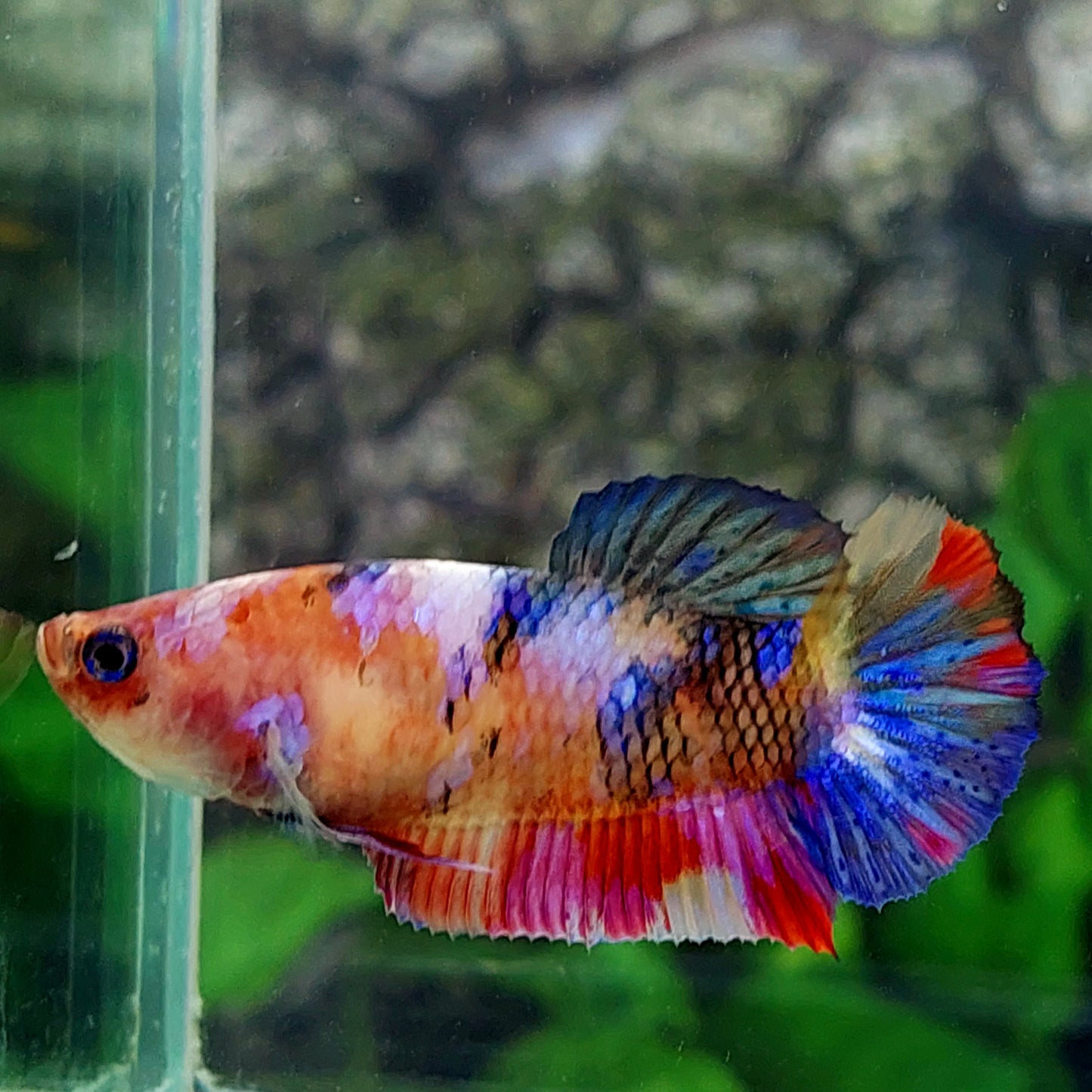 Multicolor Galaxy HMPK Female For Sorority Tank/Breed