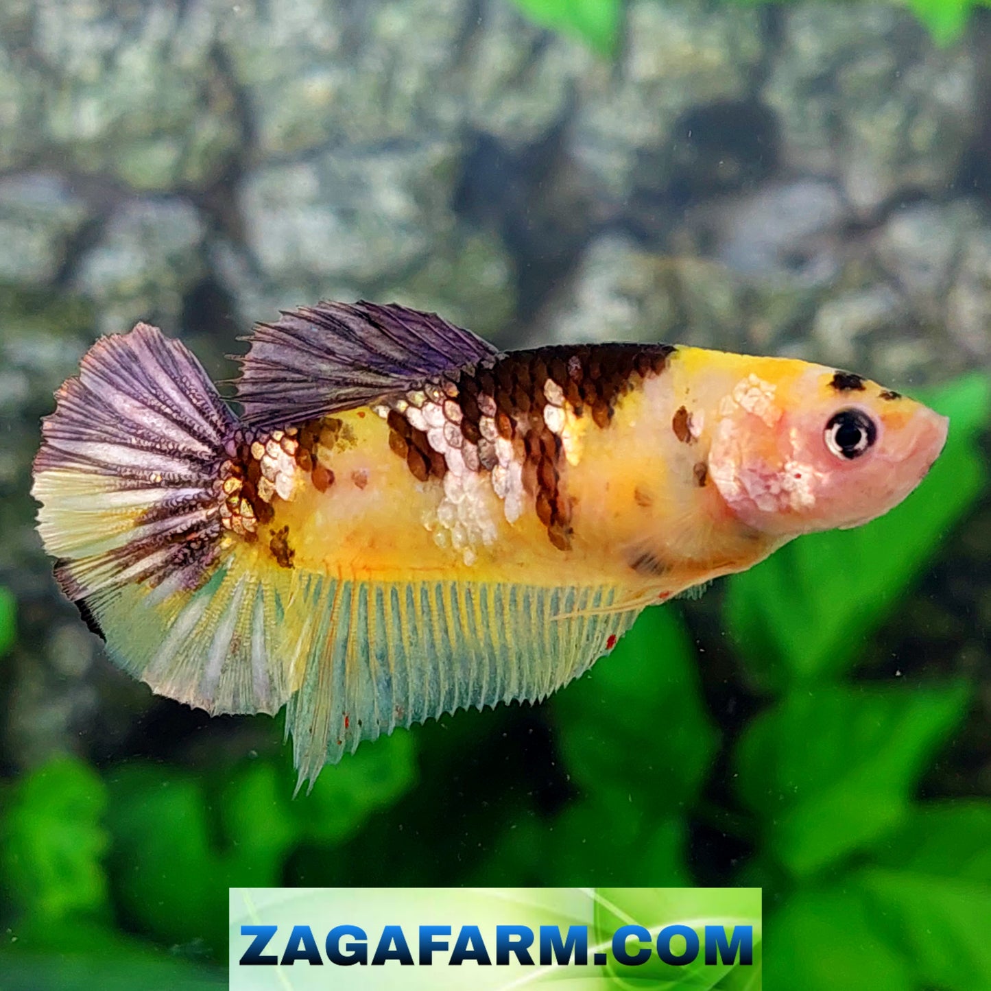 Yellow Copper Purple Koi Galaxy HMPK Female For Sorority Tank/Breed