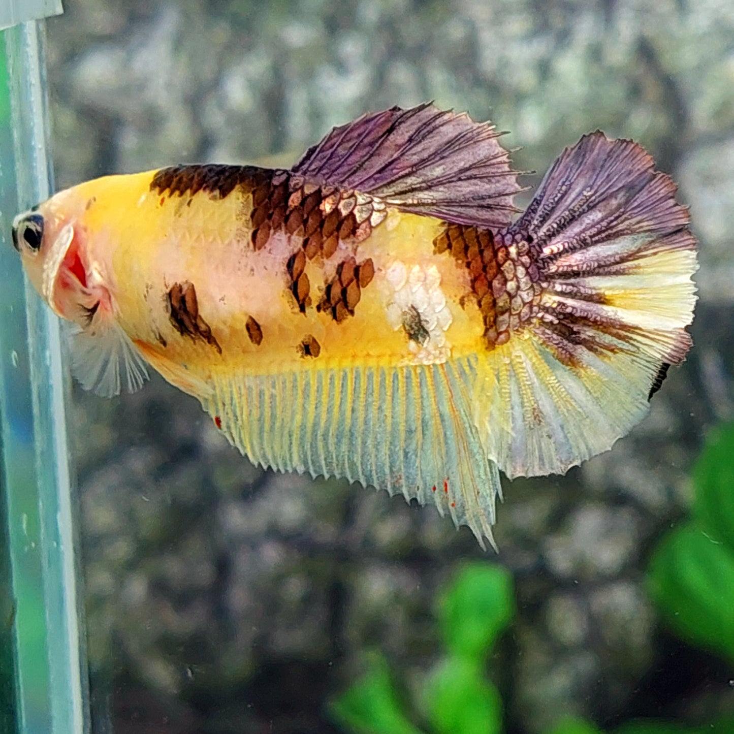 Yellow Copper Purple Koi Galaxy HMPK Female For Sorority Tank/Breed