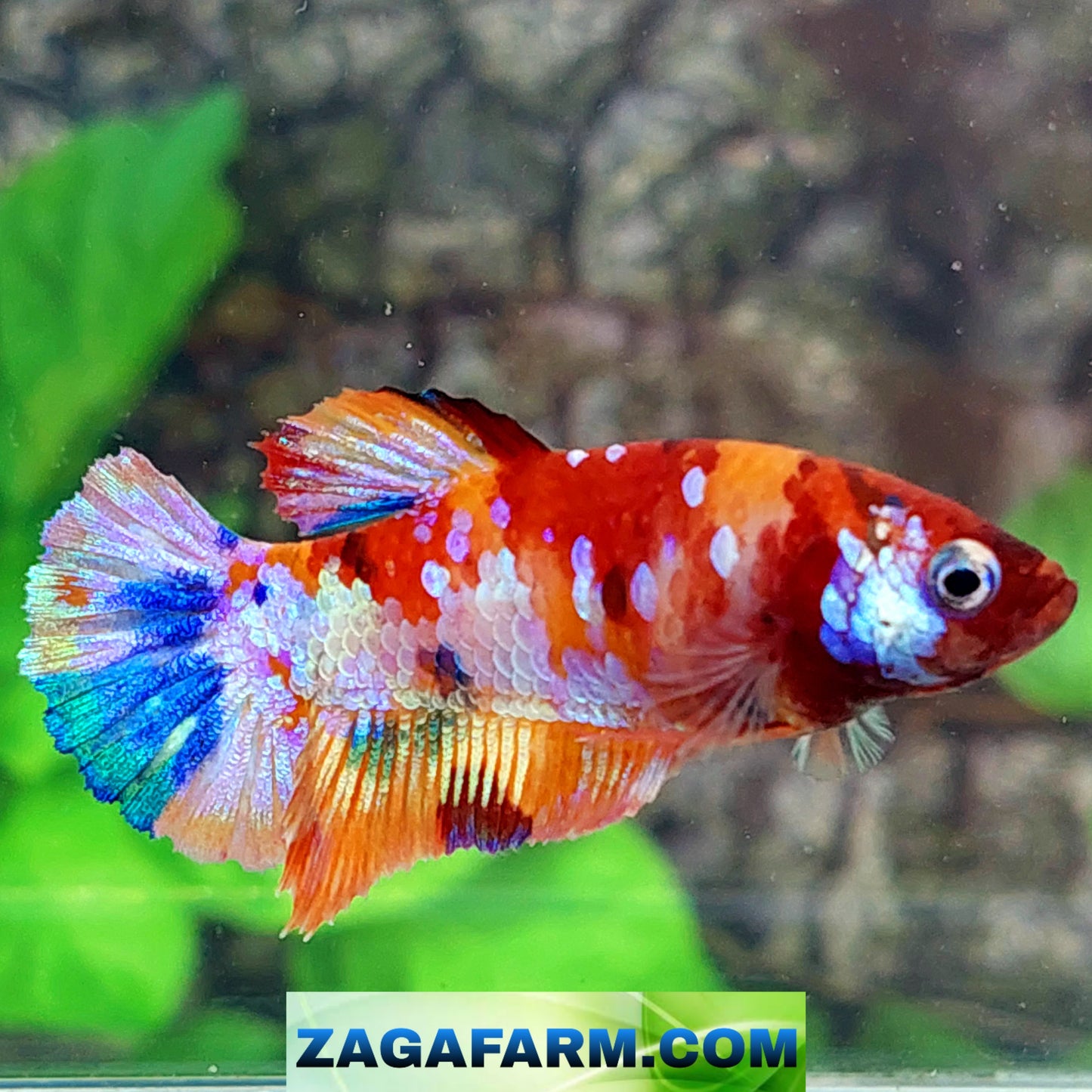 Multicolor Galaxy HMPK Female For Sorority Tank/Breed