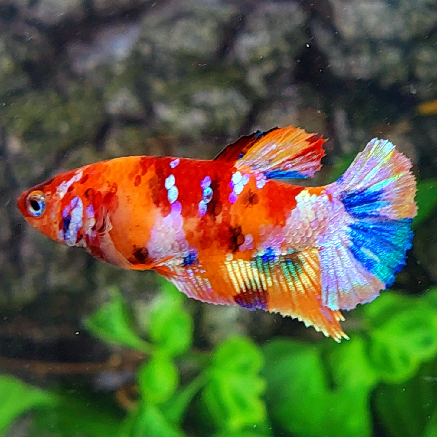 Multicolor Galaxy HMPK Female For Sorority Tank/Breed