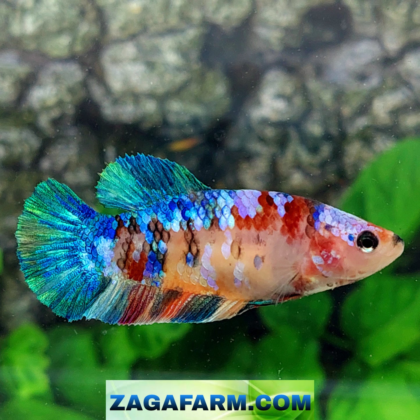 Multicolor Galaxy HMPK Female For Sorority Tank/Breed