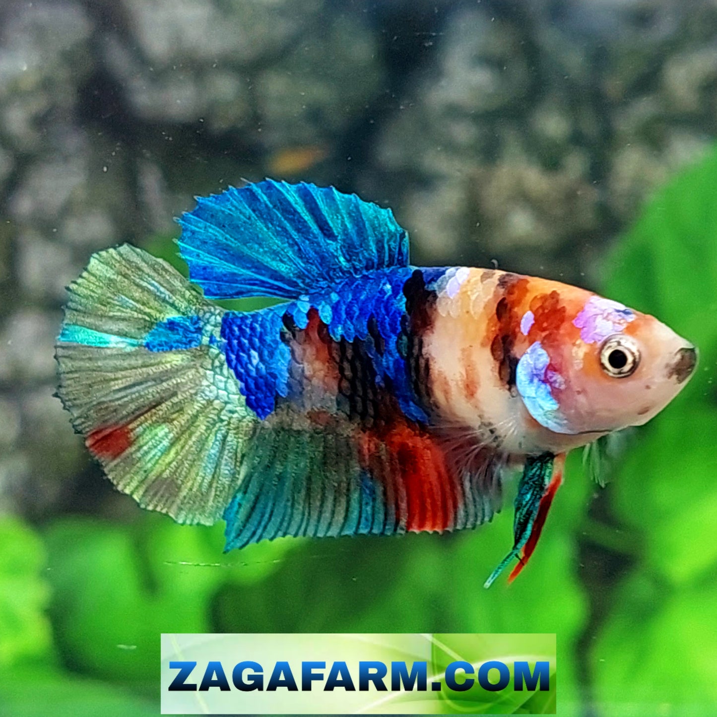 Multicolor Galaxy HMPK Female For Sorority Tank/Breed