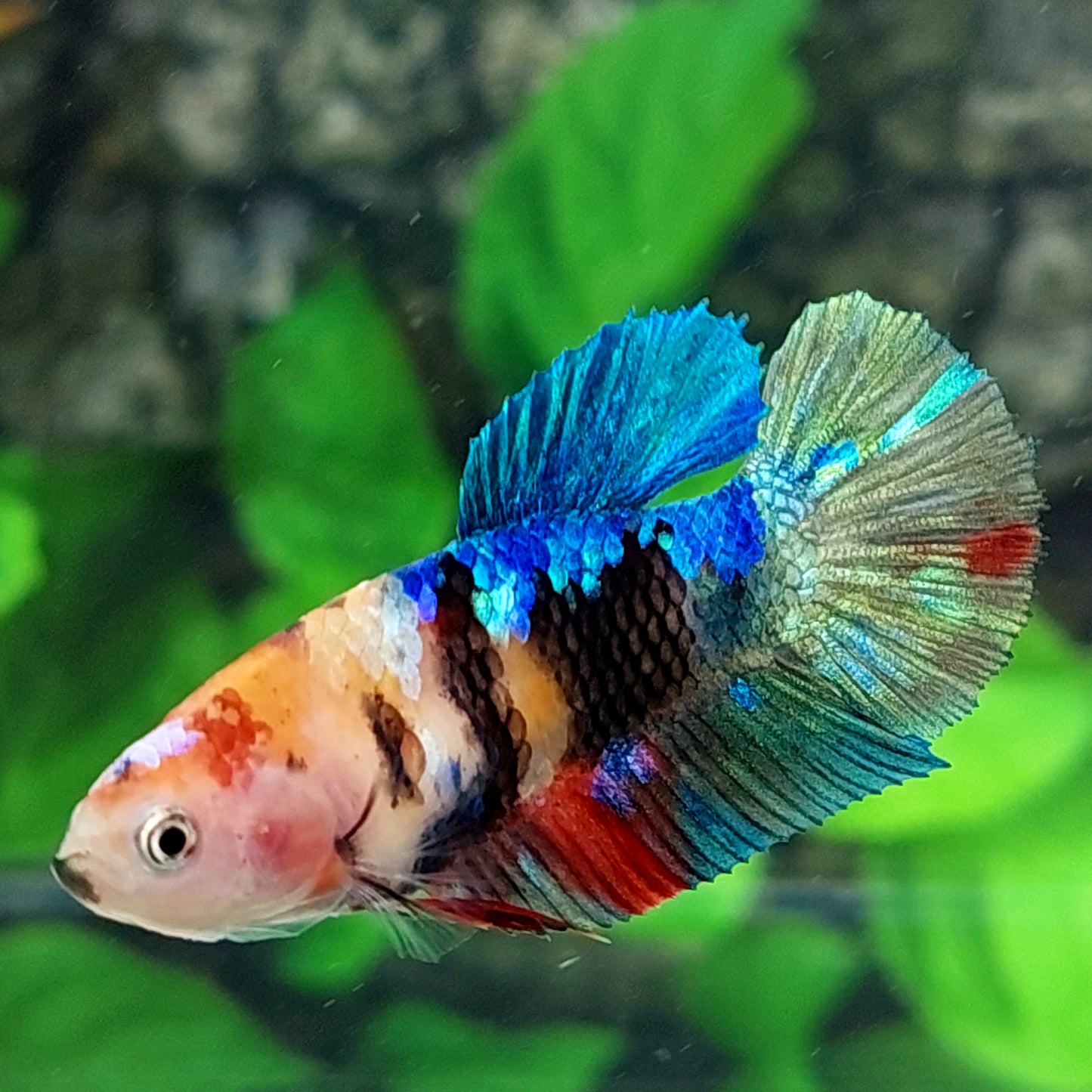 Multicolor Galaxy HMPK Female For Sorority Tank/Breed