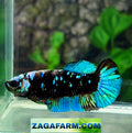 Avatar Gordon Galaxy HMPK Female For Sorority Tank/Breed