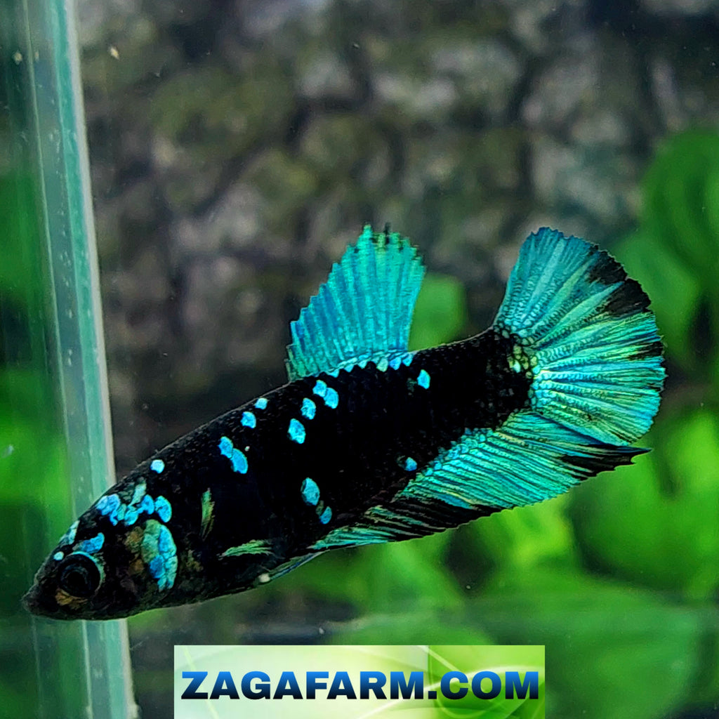 Avatar Gordon Galaxy HMPK Female For Sorority Tank/Breed