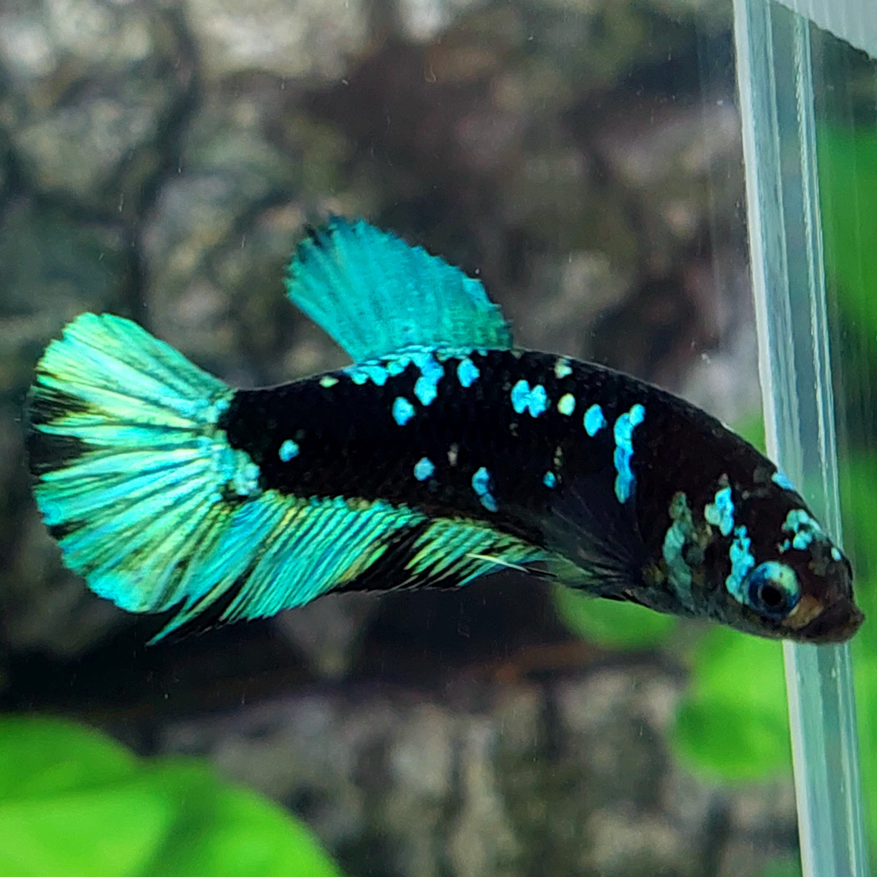 Avatar Gordon Galaxy HMPK Female For Sorority Tank/Breed