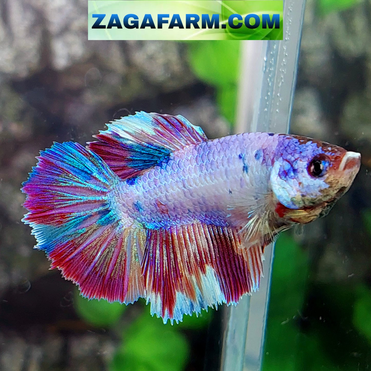 Multicolor Purple Candy Halfmoon Female For Sorority Tank/Breed