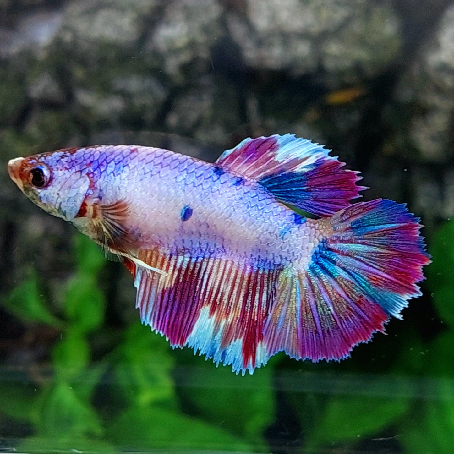 Multicolor Purple Candy Halfmoon Female For Sorority Tank/Breed