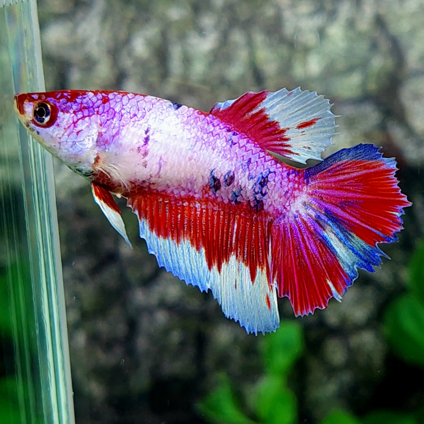 Multicolor Pink Fancy Halfmoon Female For Sorority Tank/Breed