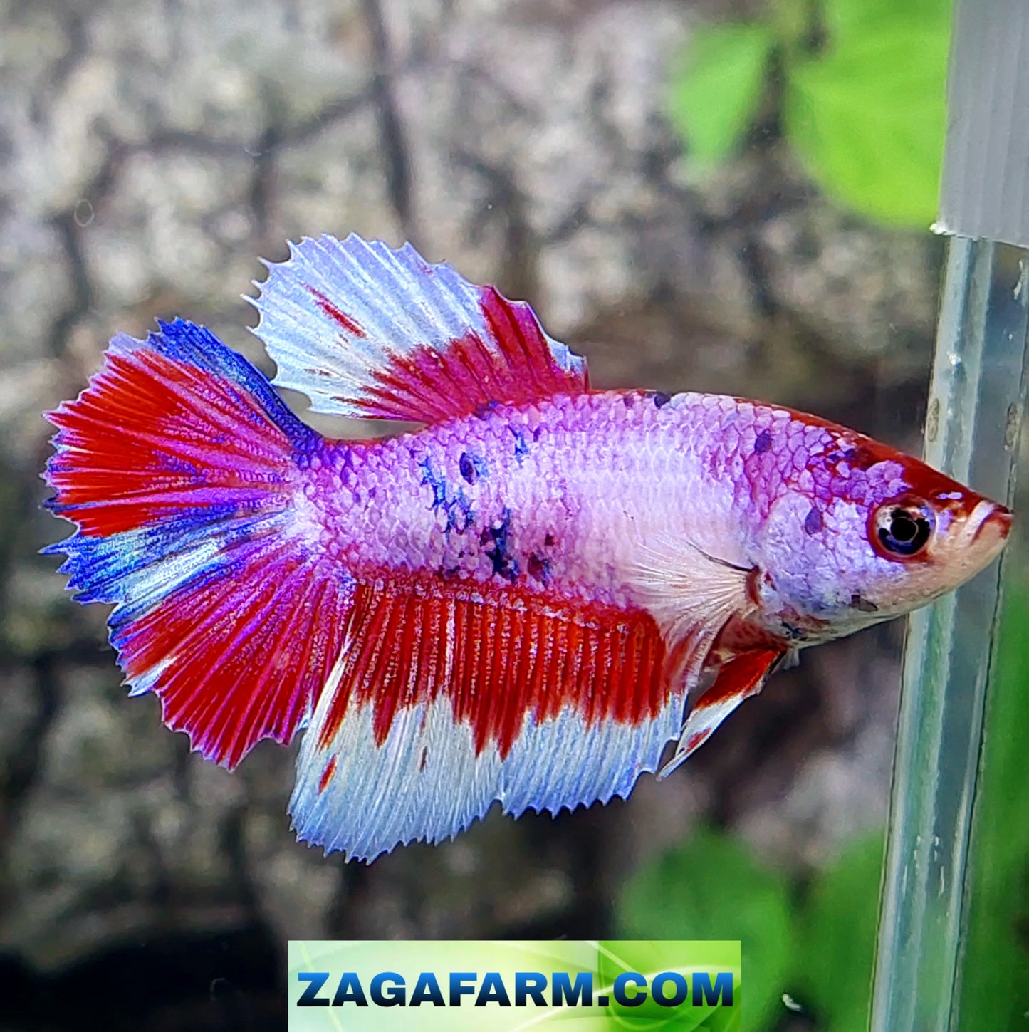 Multicolor Pink Fancy Halfmoon Female For Sorority Tank/Breed