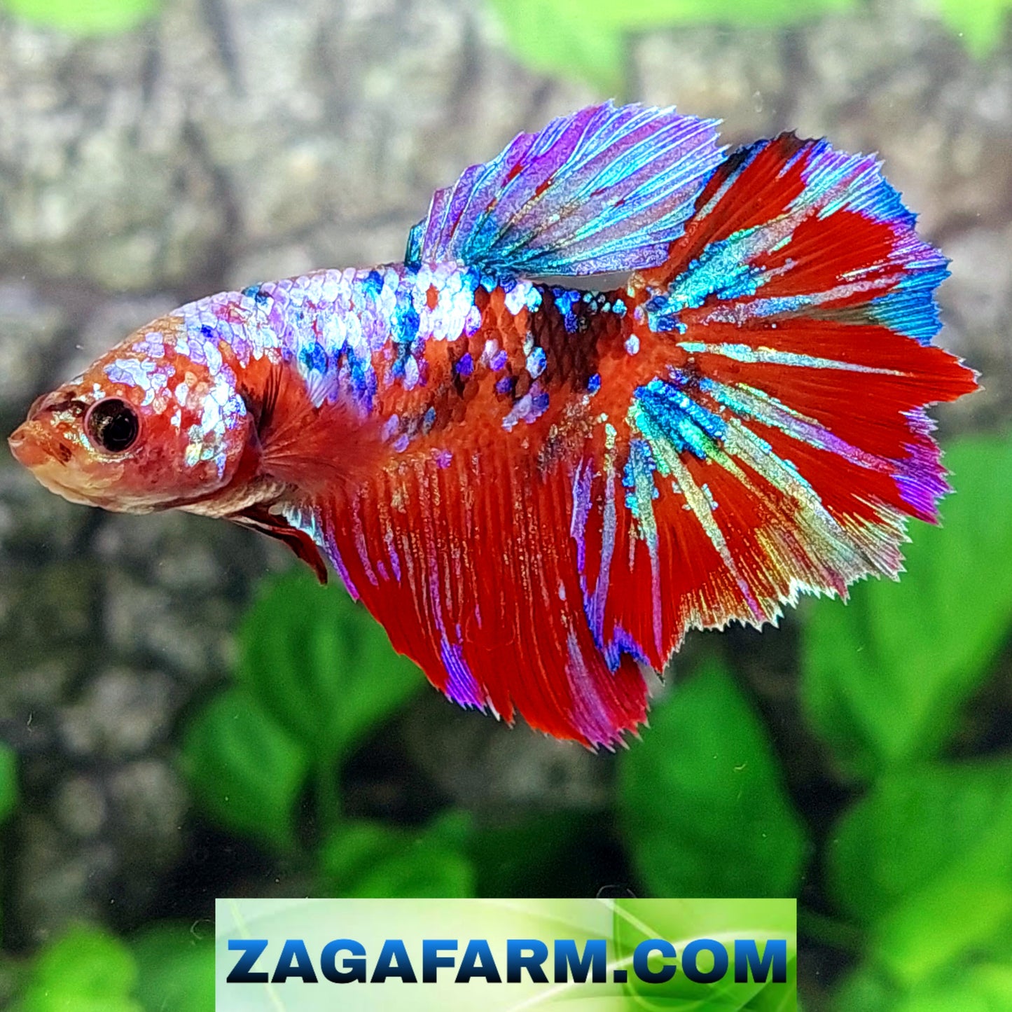 Multicolor Koi Galaxy Halfmoon Female For Sorority Tank/Breed