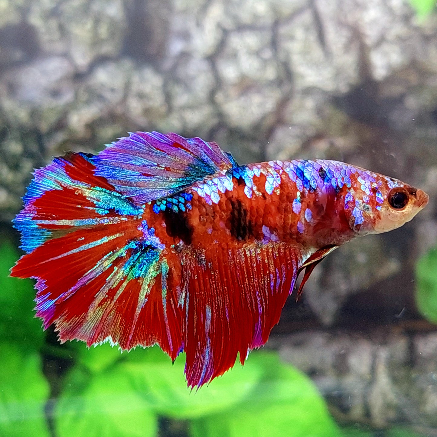 Multicolor Koi Galaxy Halfmoon Female For Sorority Tank/Breed