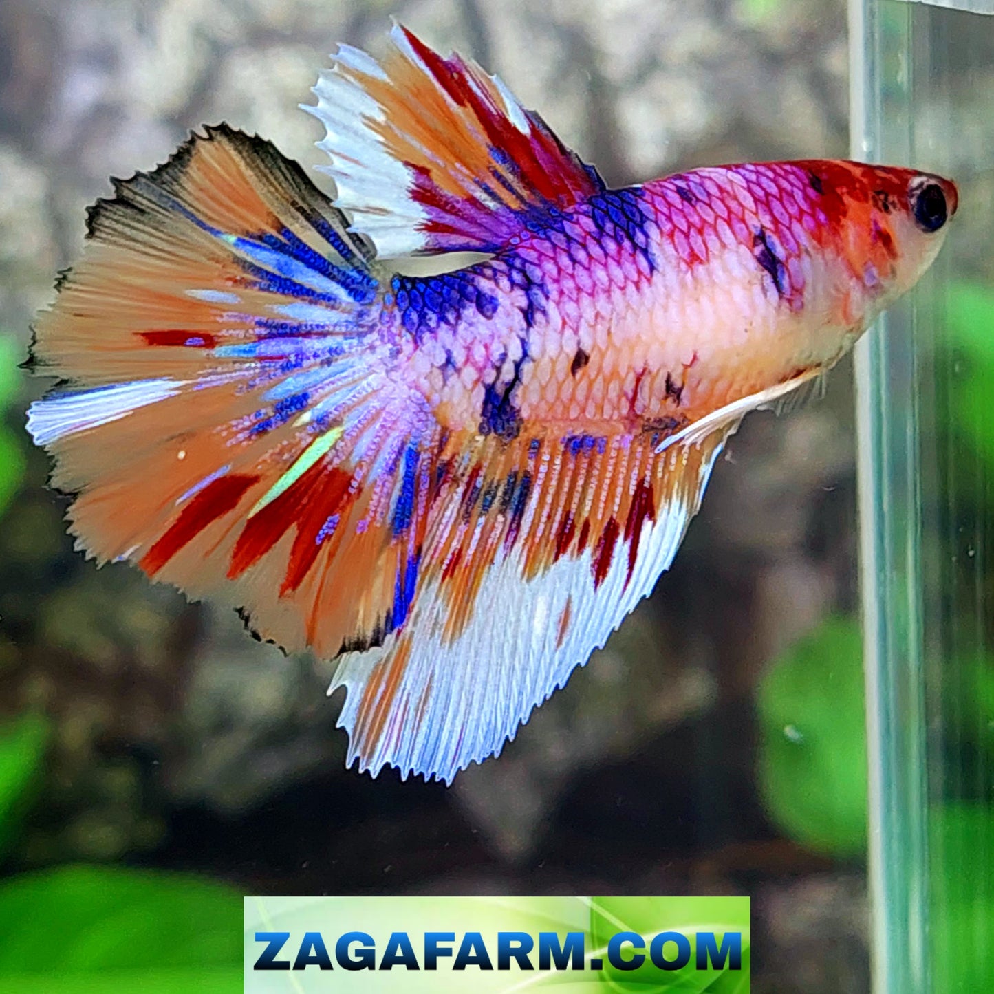 Multicolor Purple Candy Halfmoon Female For Sorority Tank/Breed