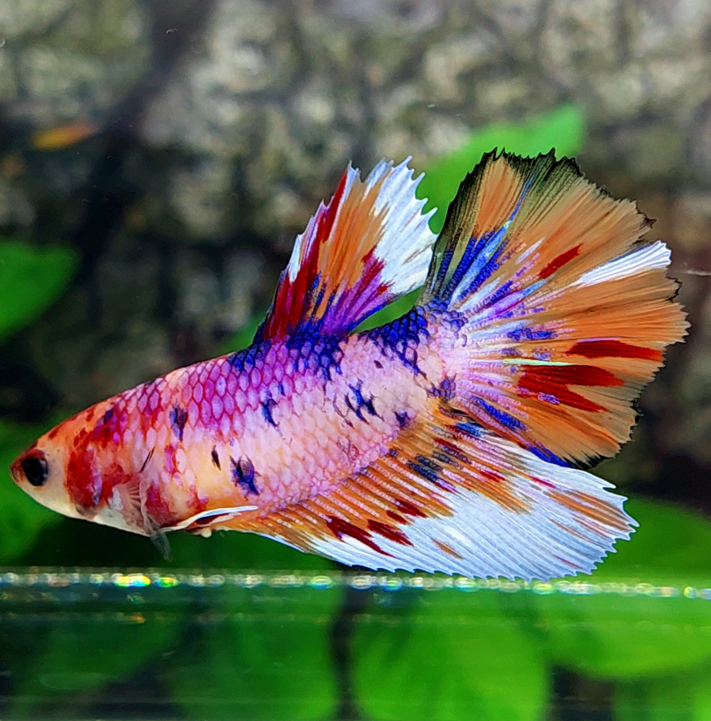 Multicolor Purple Candy Halfmoon Female For Sorority Tank/Breed