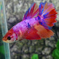 Multicolor Purple Candy Halfmoon Female For Sorority Tank/Breed