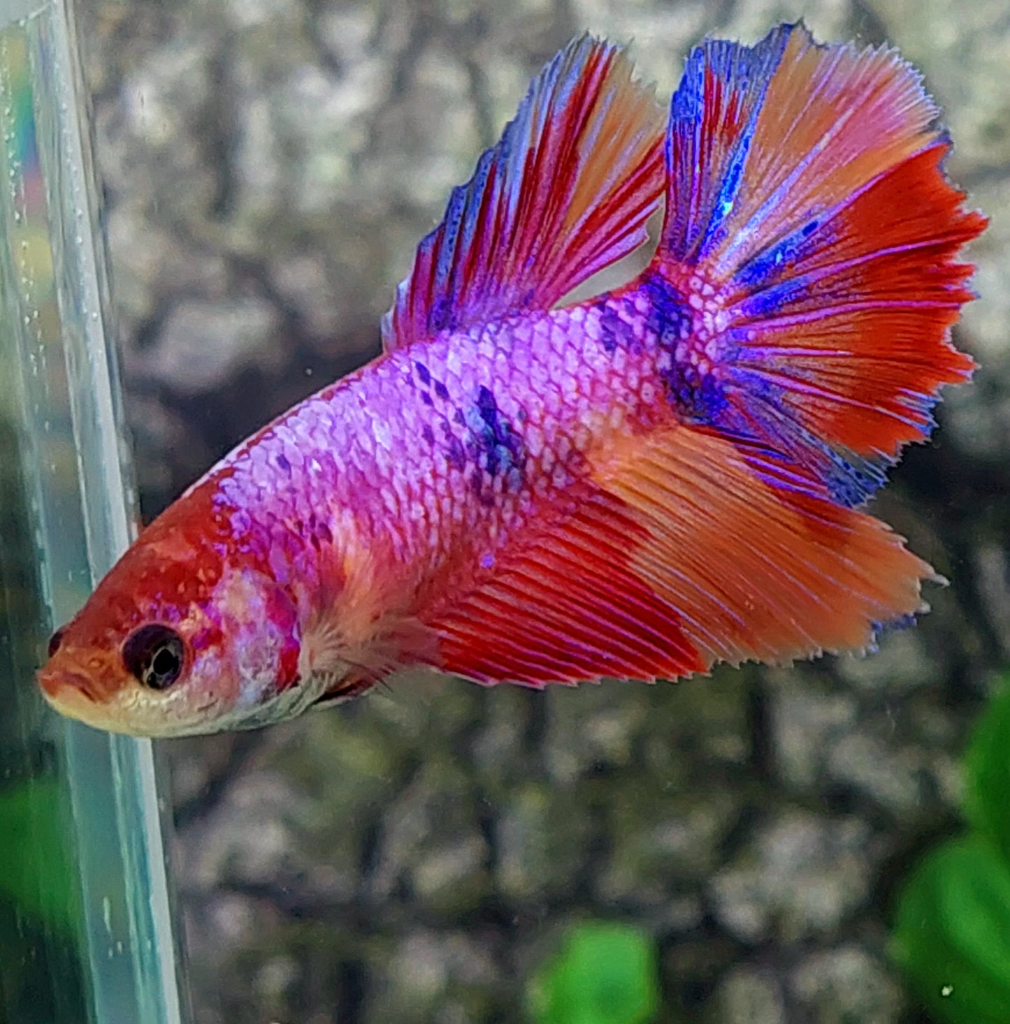 Multicolor Purple Candy Halfmoon Female For Sorority Tank/Breed