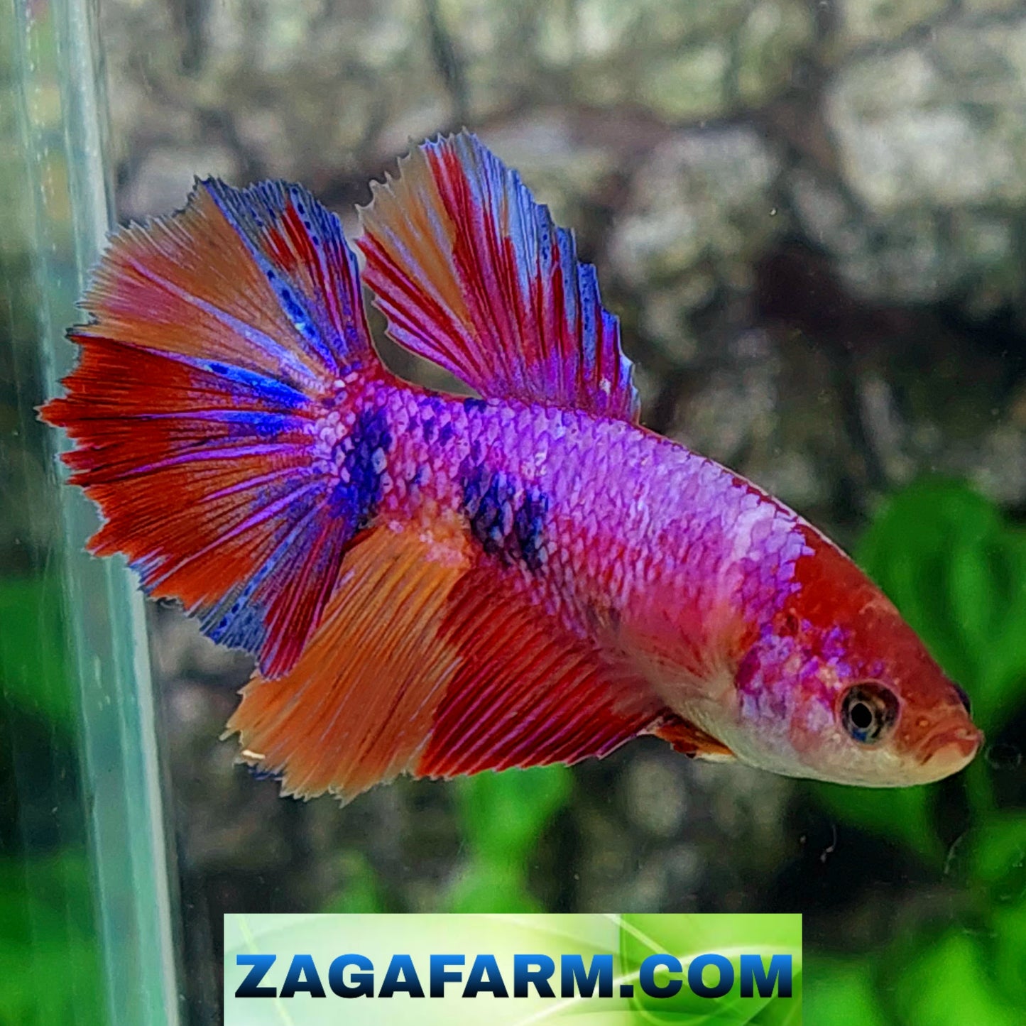 Multicolor Purple Candy Halfmoon Female For Sorority Tank/Breed