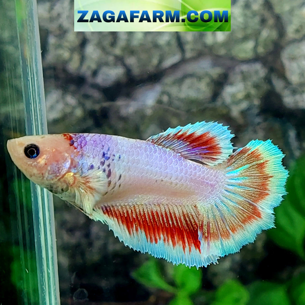 Pink Fancy Butterfly Halfmoon Female For Sorority Tank/Breed