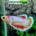 Pink Fancy Butterfly Halfmoon Female For Sorority Tank/Breed