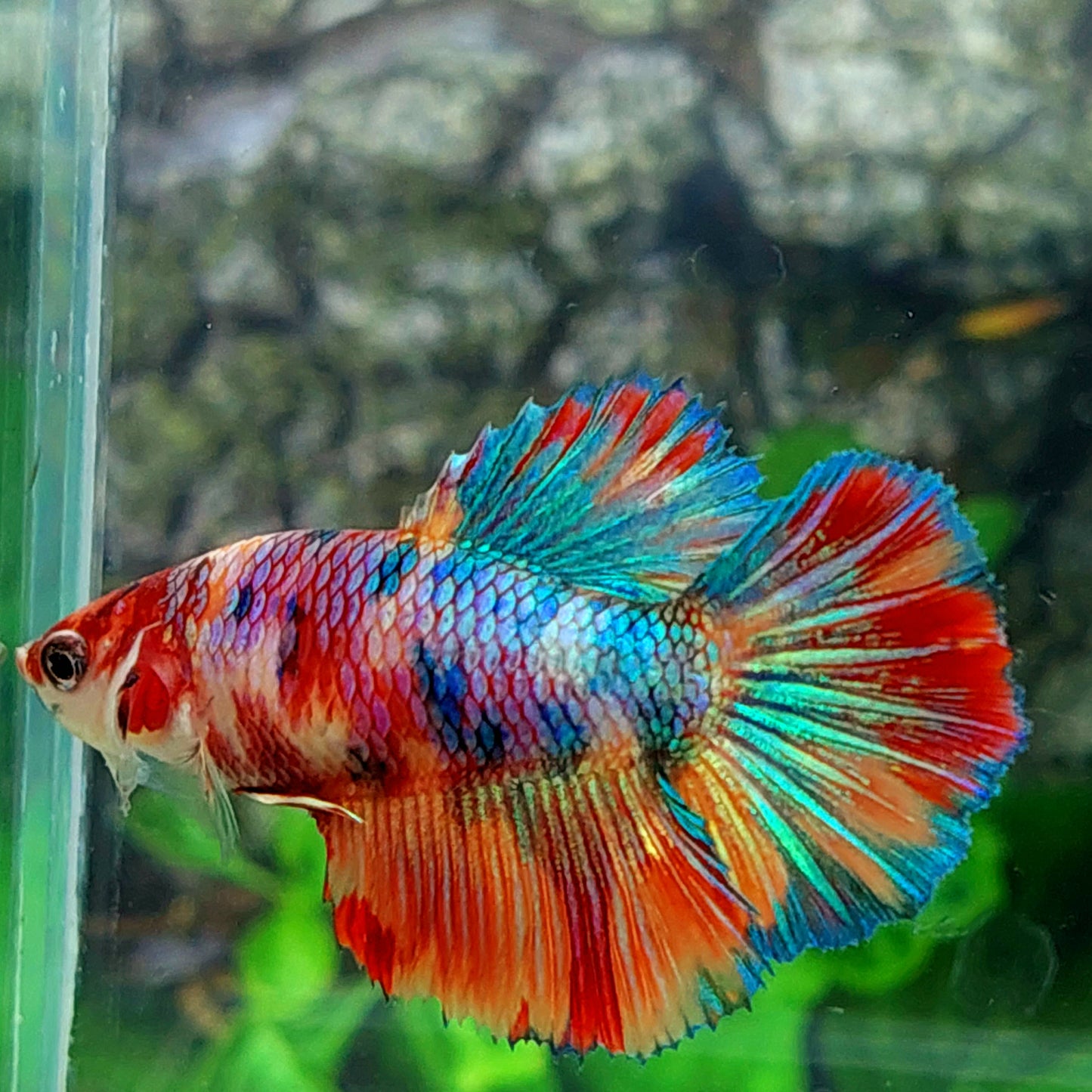 Multicolor Koi Galaxy Halfmoon Female For Sorority Tank/Breed