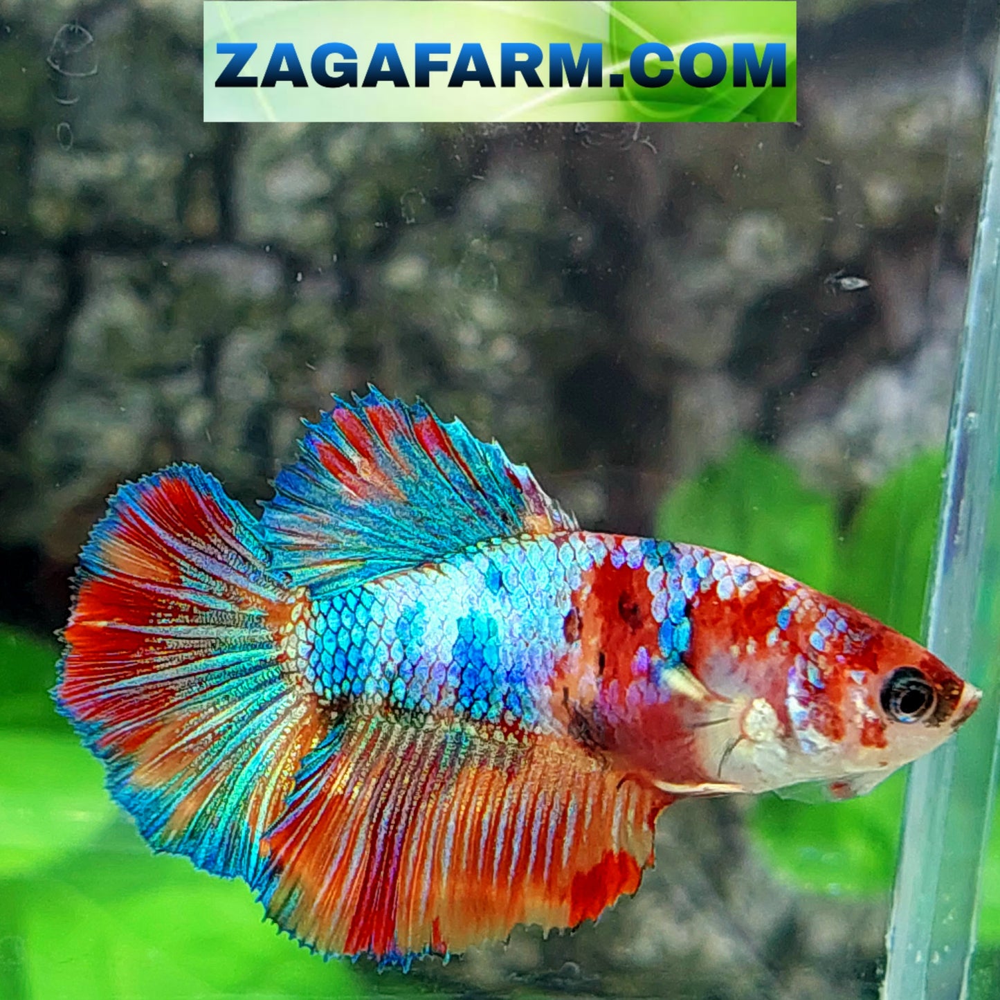 Multicolor Koi Galaxy Halfmoon Female For Sorority Tank/Breed