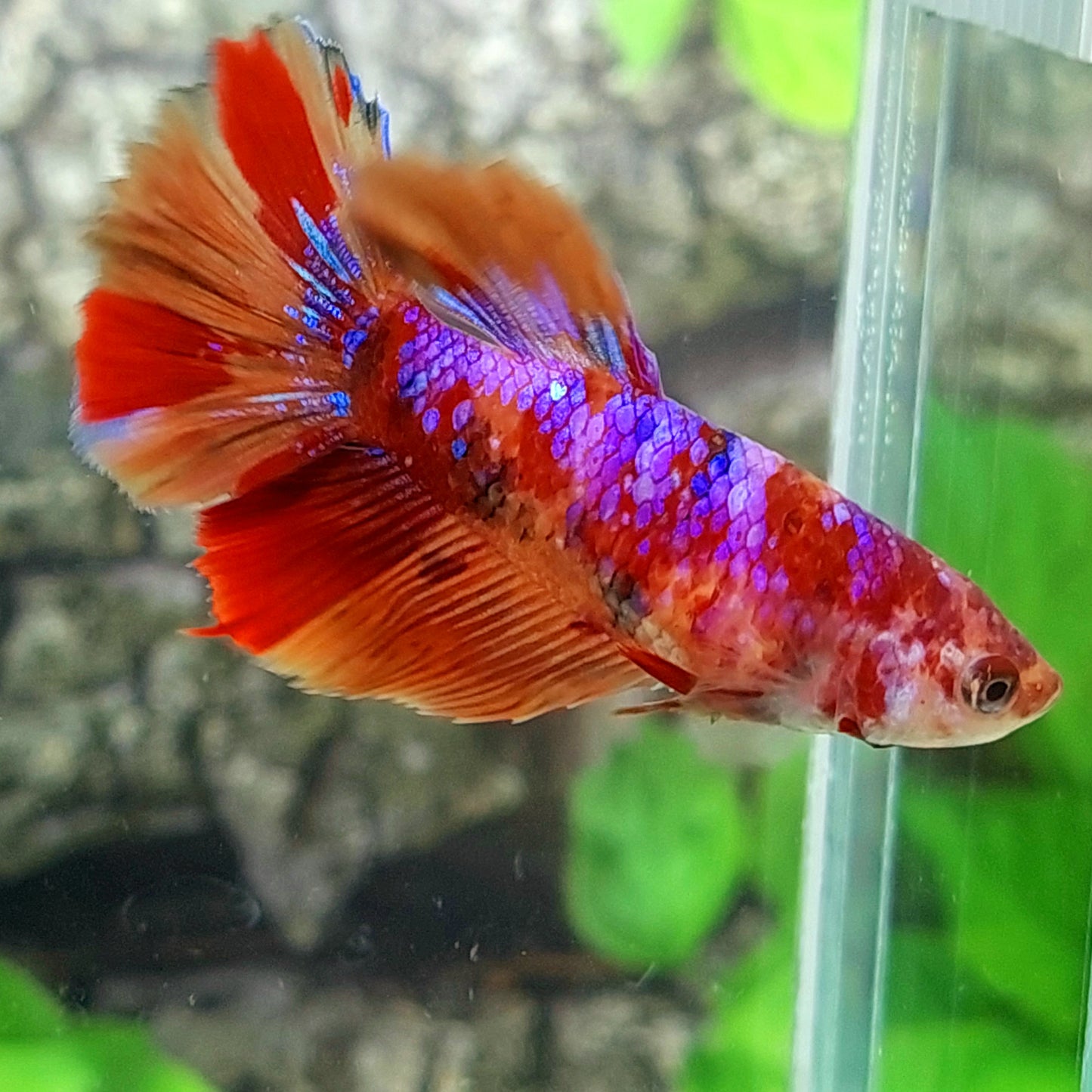 Multicolor Purple Candy Halfmoon Female For Sorority Tank/Breed