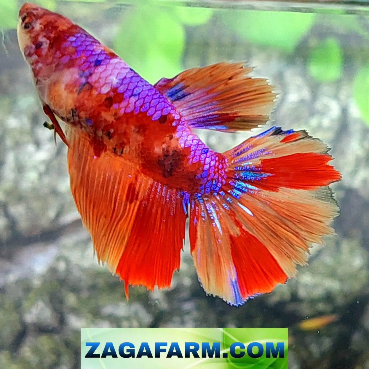 Multicolor Purple Candy Halfmoon Female For Sorority Tank/Breed