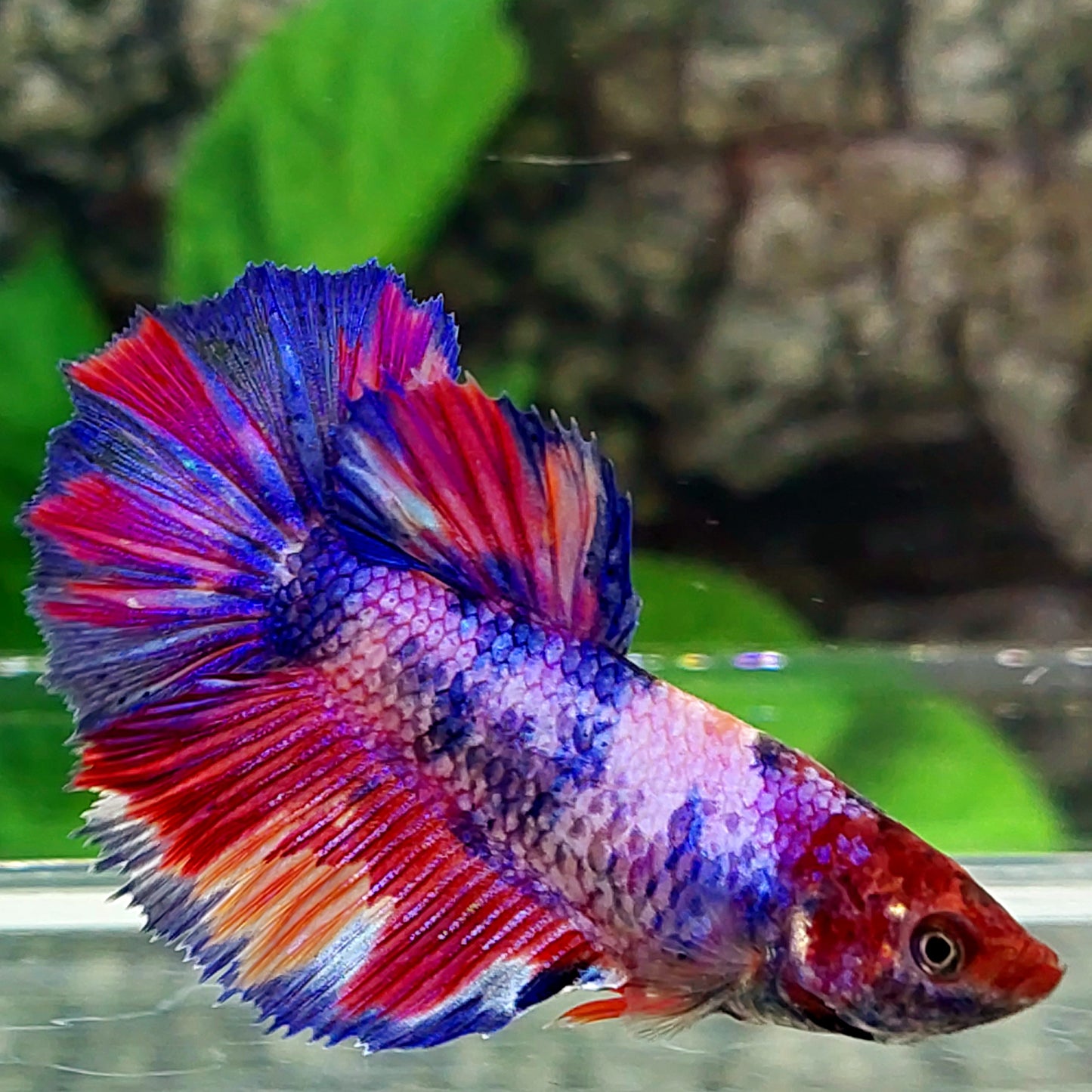 Multicolor Purple Pink Candy Halfmoon Female For Sorority Tank/Breed