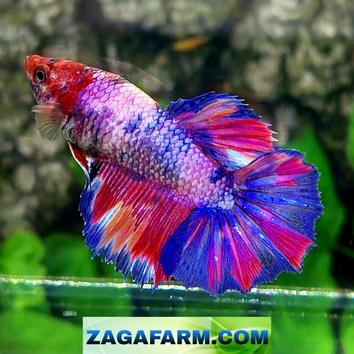 Multicolor Purple Pink Candy Halfmoon Female For Sorority Tank/Breed