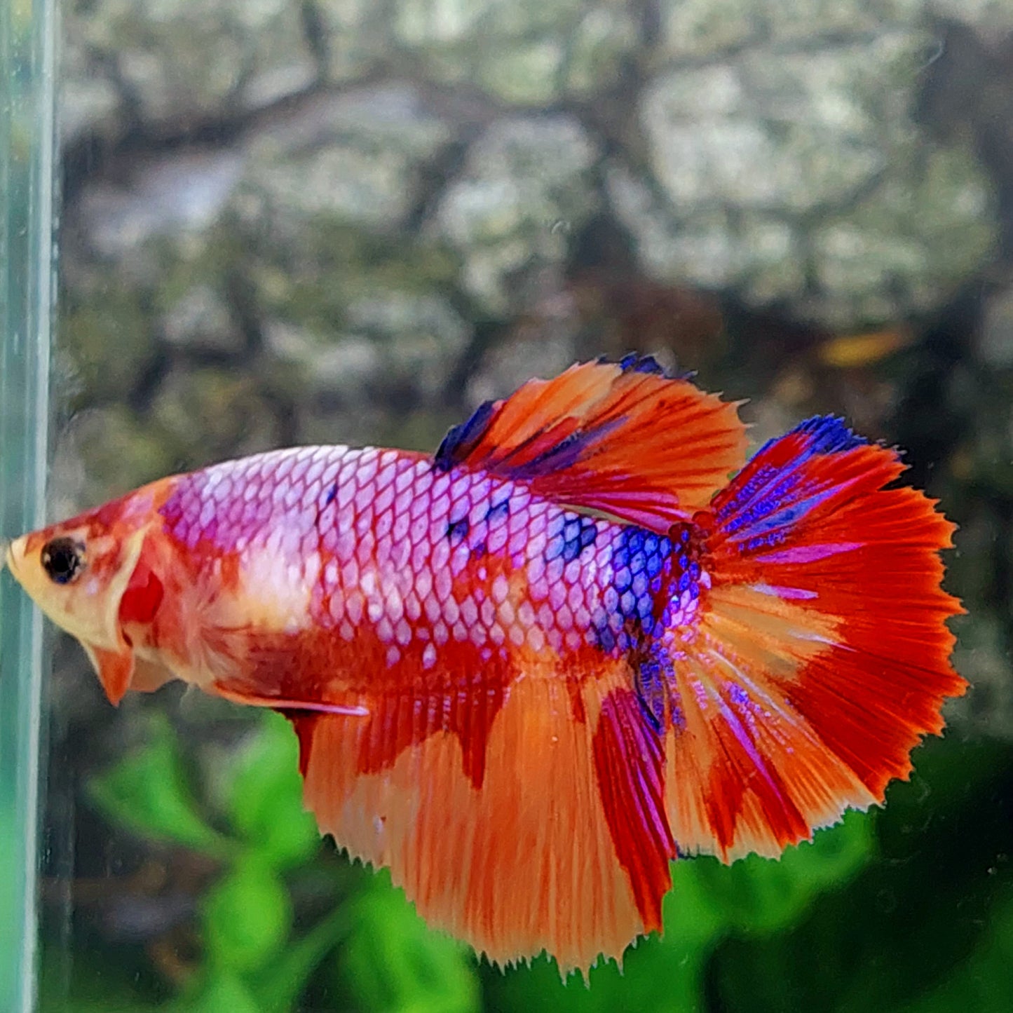 Multicolor Purple Pink Candy Halfmoon Female For Sorority Tank/Breed