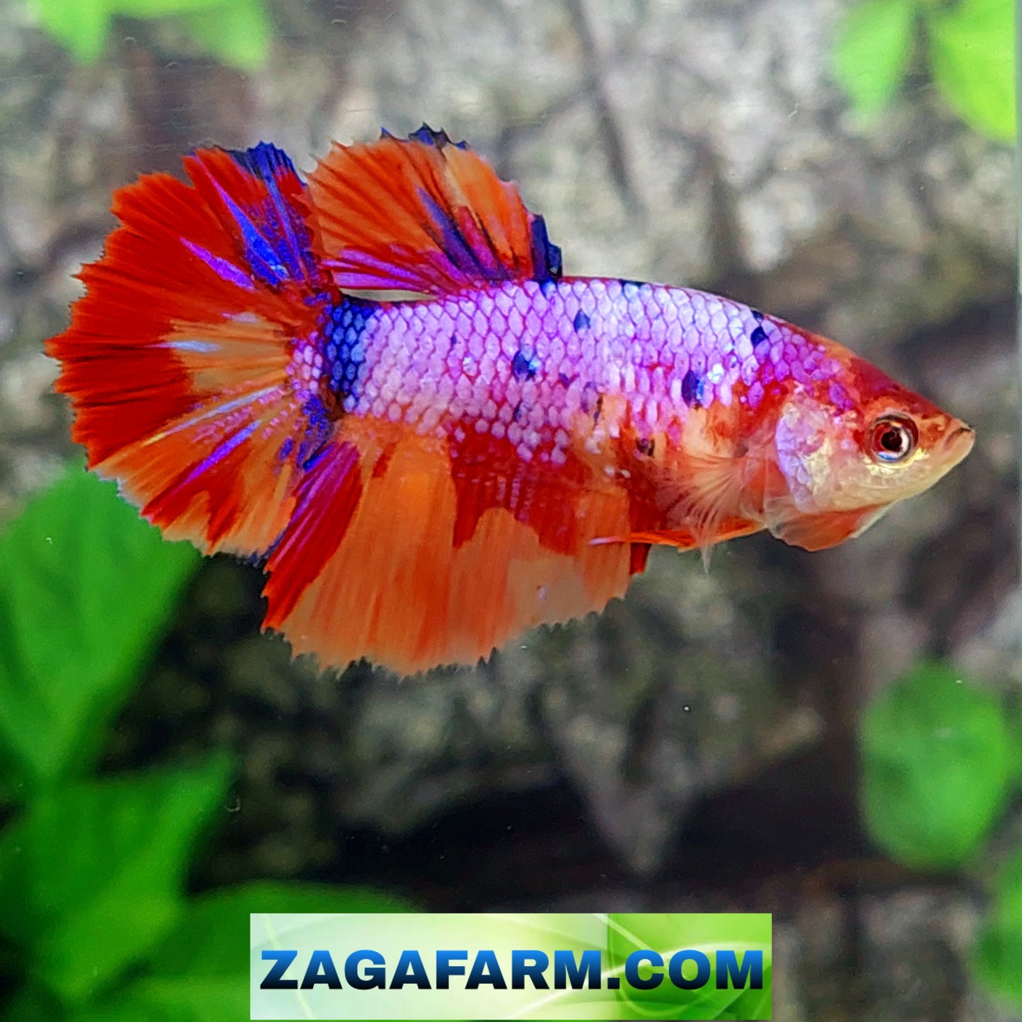 Multicolor Purple Pink Candy Halfmoon Female For Sorority Tank/Breed