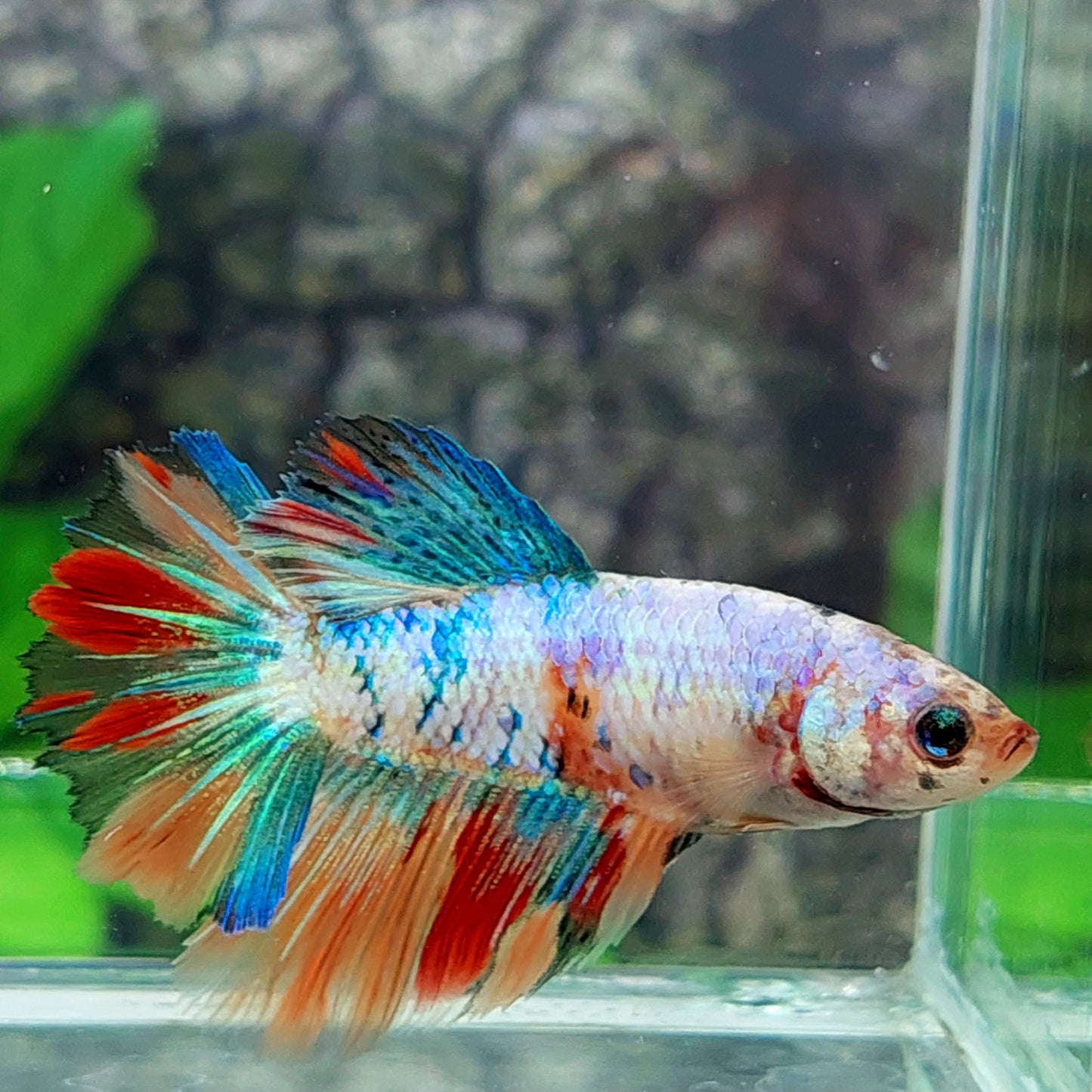 Multicolor Halfmoon Female For Sorority Tank/Breed