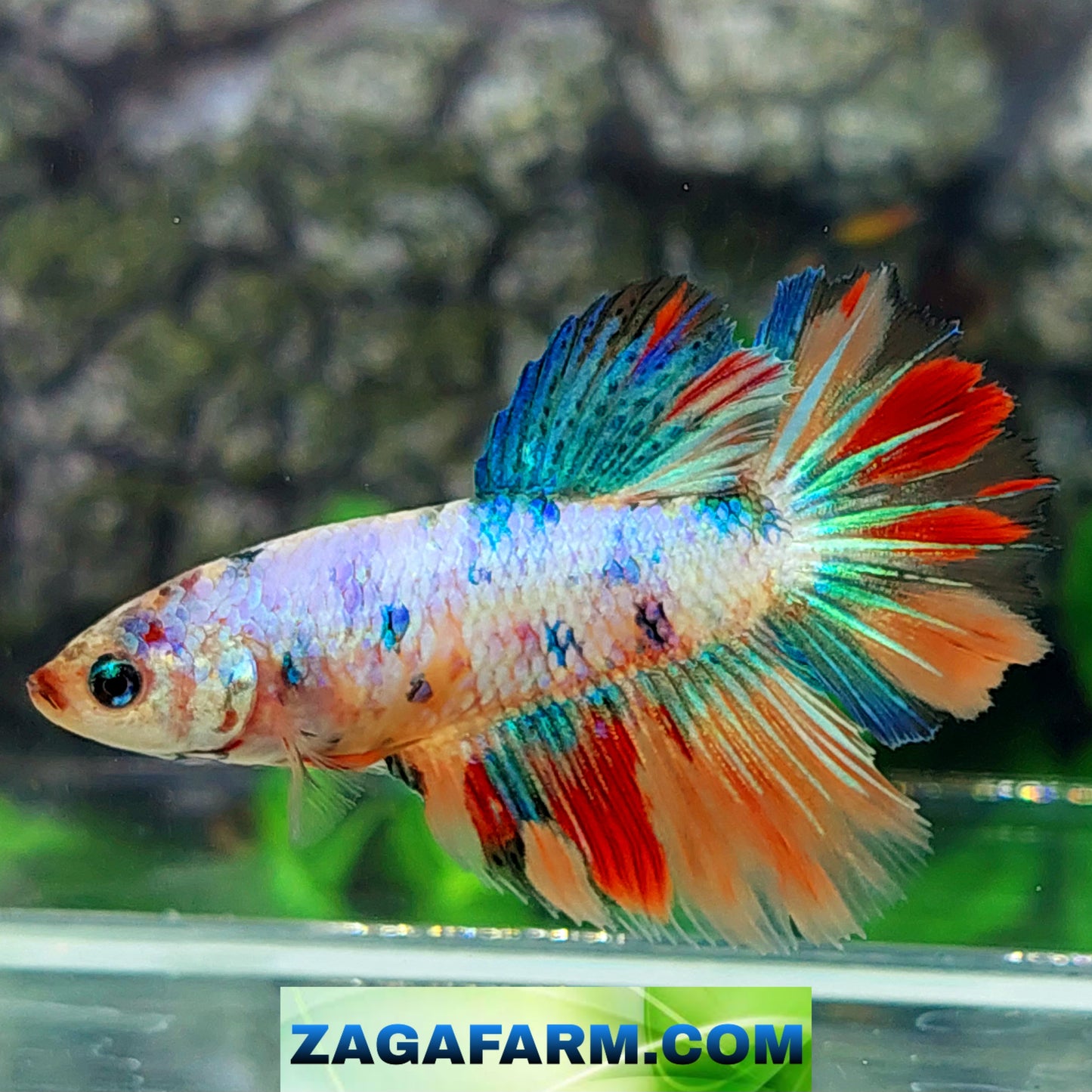 Multicolor Halfmoon Female For Sorority Tank/Breed