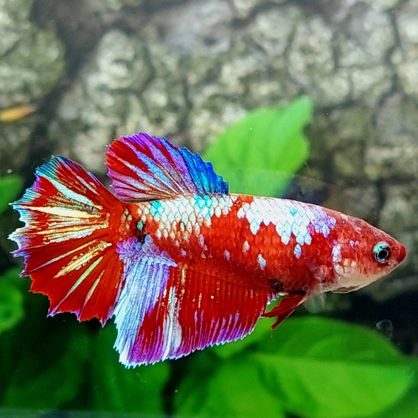 Multicolor Red Galaxy Halfmoon Female For Sorority Tank/Breed