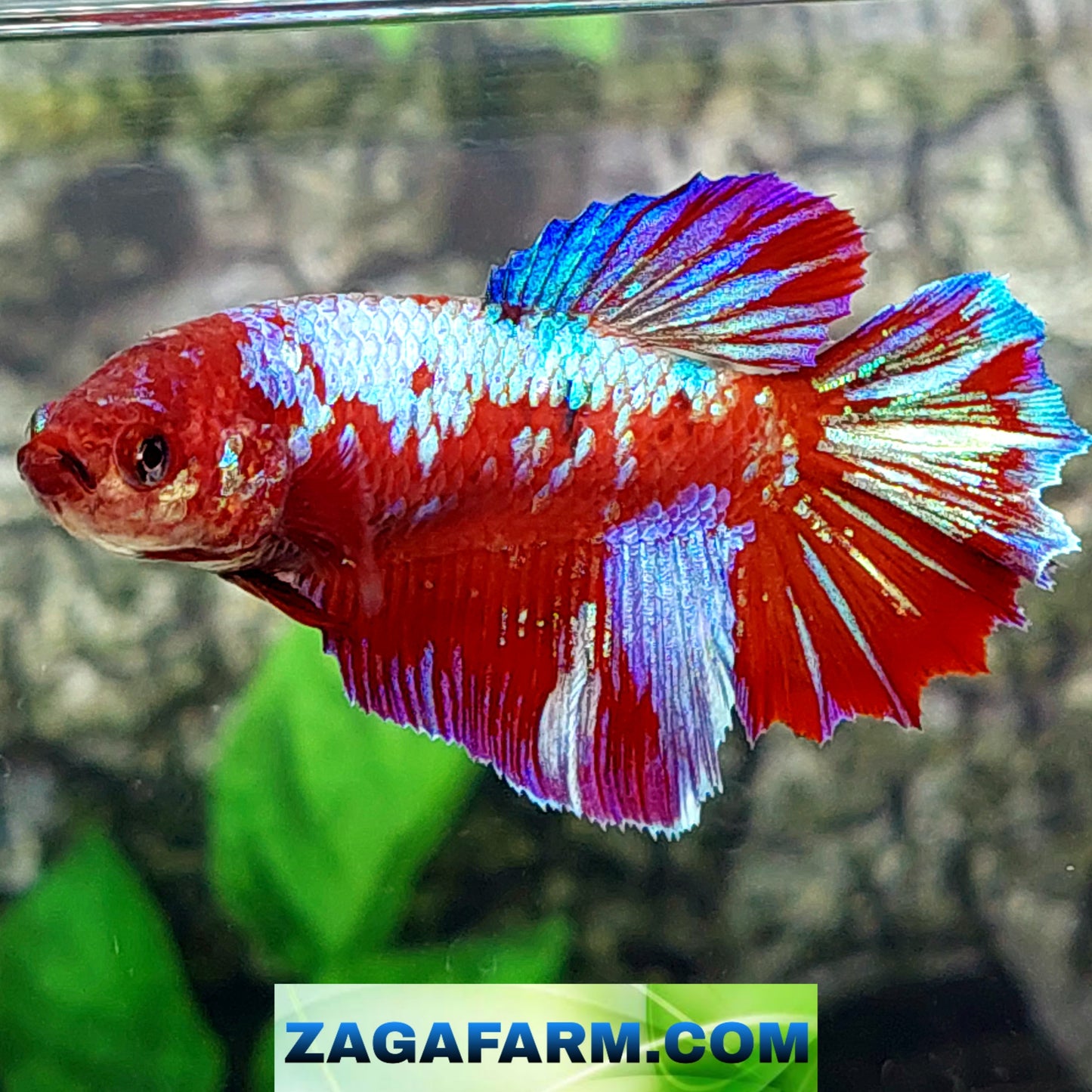 Multicolor Red Galaxy Halfmoon Female For Sorority Tank/Breed