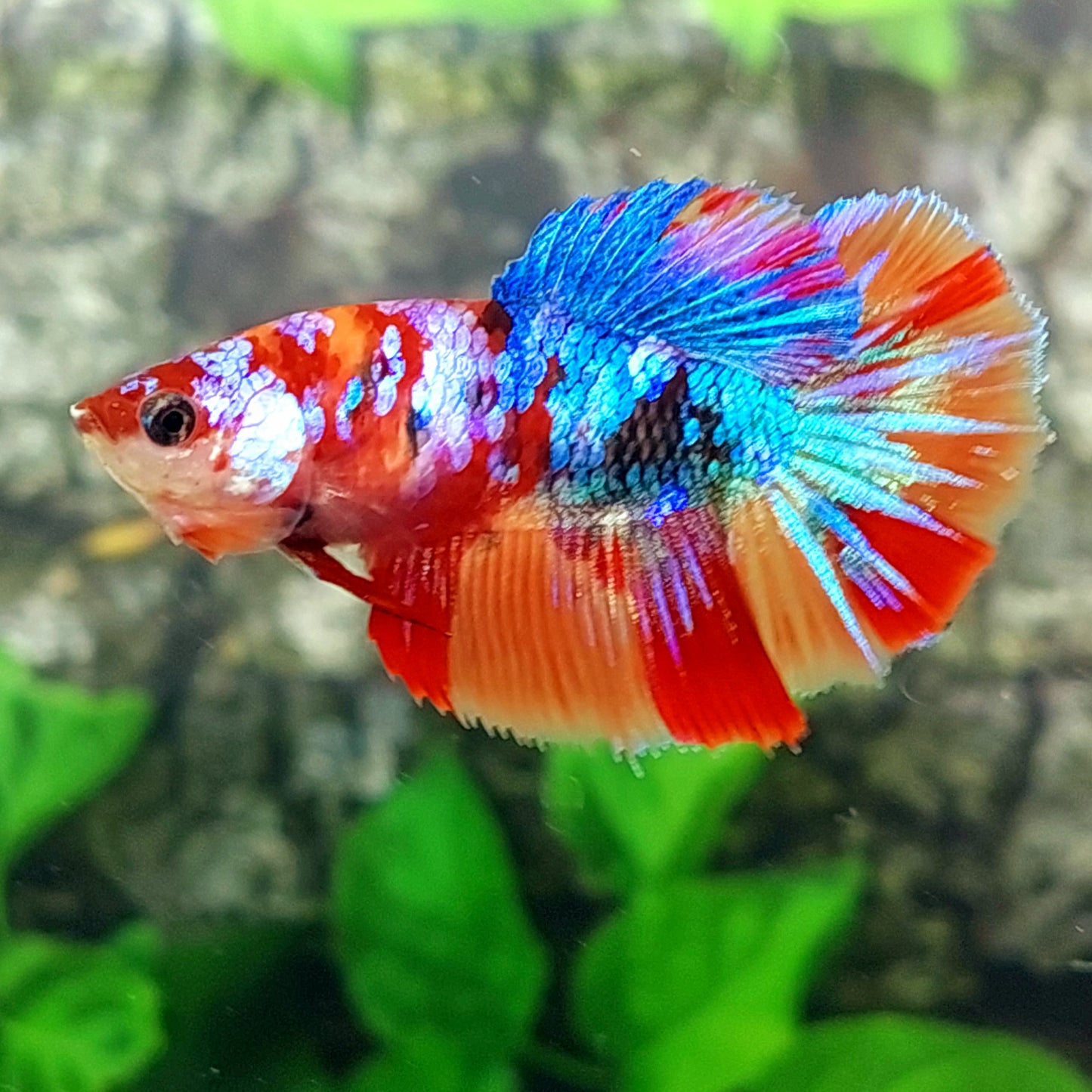 Multicolor Galaxy Halfmoon Female For Sorority Tank/Breed