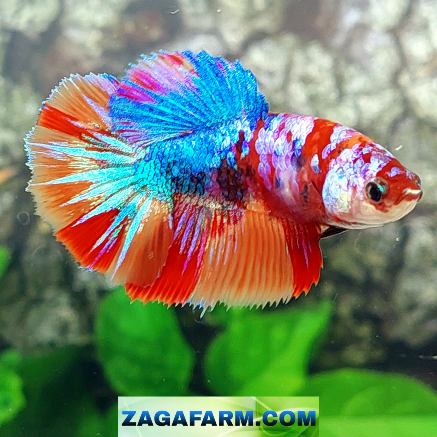 Multicolor Galaxy Halfmoon Female For Sorority Tank/Breed