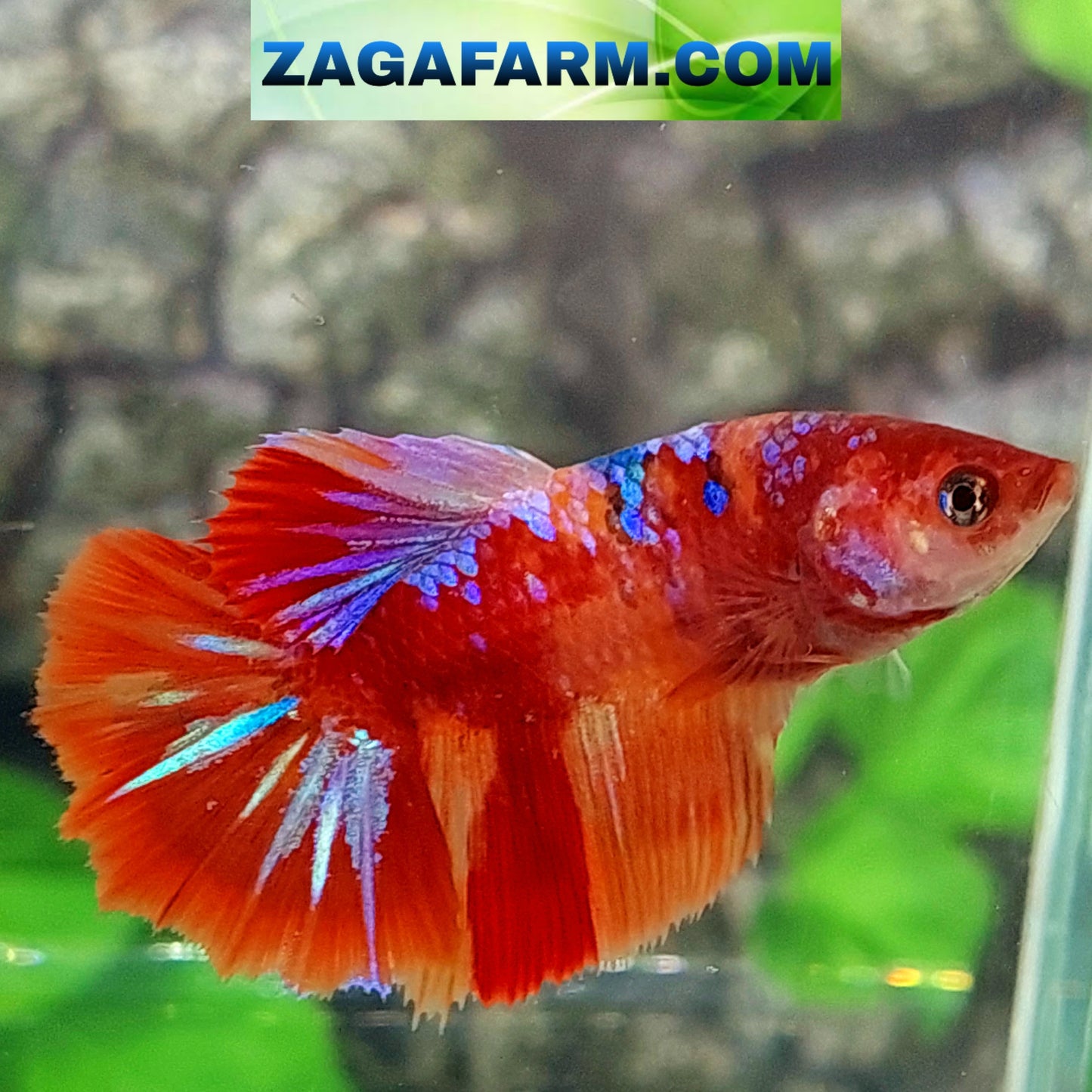 Multicolor Candy Halfmoon Female For Sorority Tank/Breed